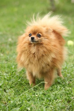 Güzel turuncu spitz ayakta bahçede