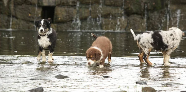 Adorable Puppies Australian Shepherd Moving Together Water — Stock Photo, Image