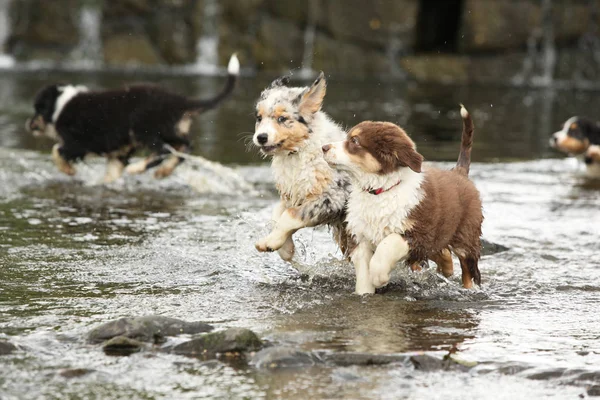 Adorable puppies of australian shepherd moving together in water — Stock Image Adorable Puppies Australian Shepherd Moving Together Water Stock Picture