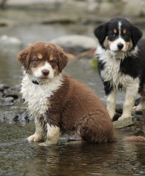 Amazing australian shepherd puppies sitting together in water — Stock Image Amazing Australian Shepherd Puppies Sitting Together Water Stock Photo