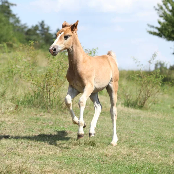夏だけで放牧に実行中の子馬 — ストック写真