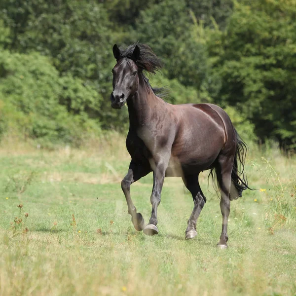 独自在夏天的牧场上奔跑小马 — 图库照片