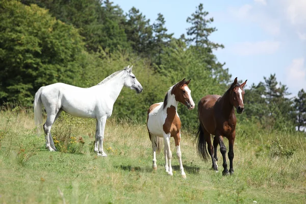 Batch Van Paarden Die Weidegronden Zomer — Stockfoto