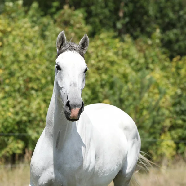 Jument blanche Stock Photos, Royalty Free Jument blanche Images