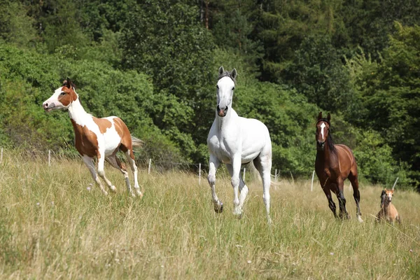 Lote Caballos Corriendo Pastoreo Verano — Foto de Stock