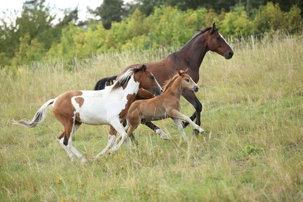 Batch Horses Running Pasturage Summer — Stock Photo, Image