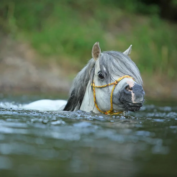 Potrait Nádherné Welsh Mountain Pony Hřebec Který Plavání Řece — Stock fotografie