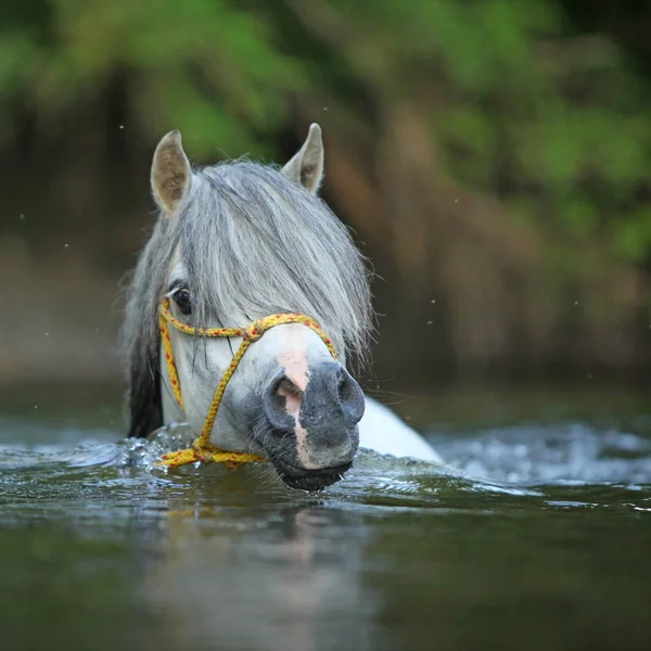 Ritratto Splendido Stallone Pony Montagna Gallese Che Nuota Nel Fiume — Foto Stock