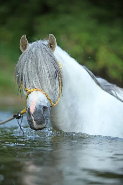 Potrait Nádherné Welsh Mountain Pony Hřebec Který Plavání Řece — Stock fotografie