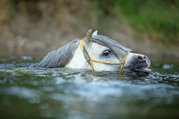 Ritratto Splendido Stallone Pony Montagna Gallese Che Nuota Nel Fiume — Foto Stock