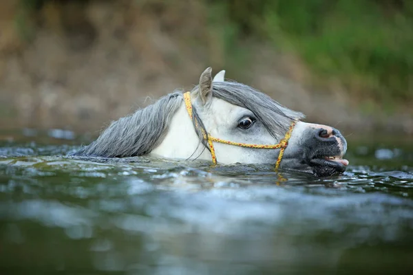 Potrait Magnifique Étalon Poney Montagne Gallois Qui Nage Dans Rivière — Photo