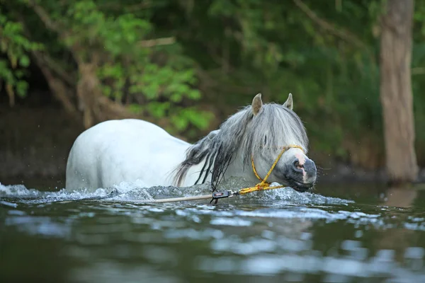 Potrait Nádherné Welsh Mountain Pony Hřebec Který Plavání Řece — Stock fotografie