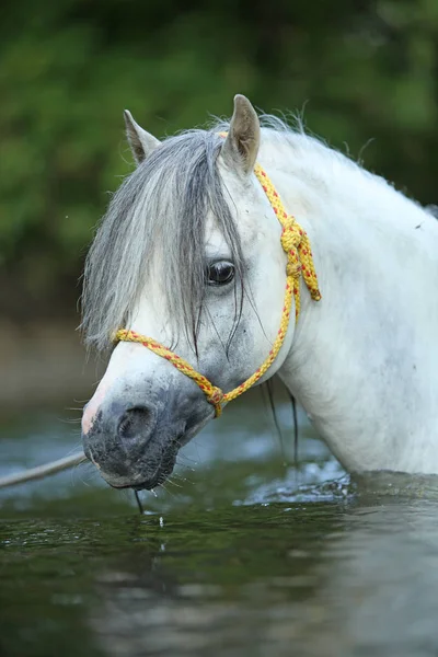 Potrait Nádherné Welsh Mountain Pony Hřebec Který Plavání Řece — Stock fotografie