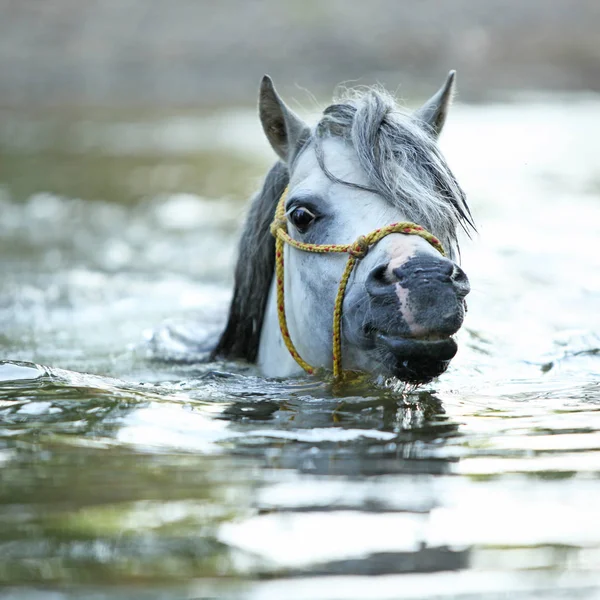 Potrait Hermoso Caballo Montaña Galés Semental Que Está Nadando Río —  Fotos de Stock