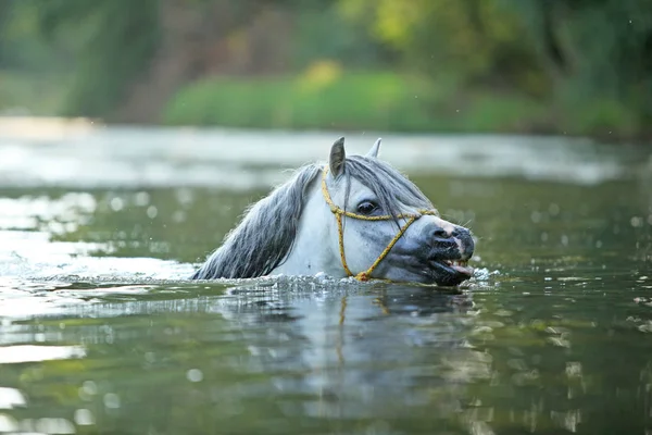 Ritratto Splendido Stallone Pony Montagna Gallese Che Nuota Nel Fiume — Foto Stock