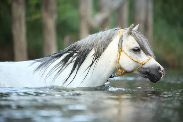 Портрет Розкішного Валлійського Гірського Поні Який Плаває Річці — стокове фото