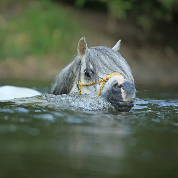 Potrait Garanhão Pônei Montanha Galês Lindo Que Está Nadando Rio — Fotografia de Stock