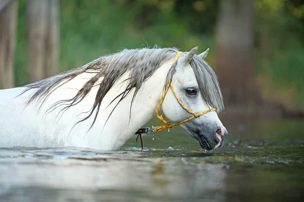 Potrait Gorgeous Welsh Mountain Pony Stallion Which Swimming River — стоковое фото