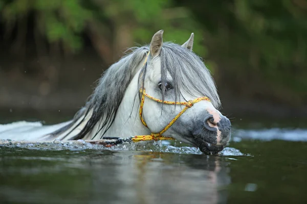 第二代的华丽威尔士山小马种马 正在河里游泳 — 图库照片
