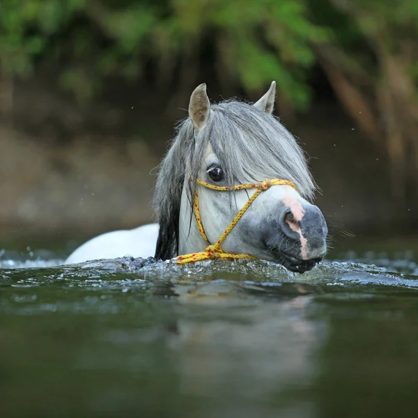 Портрет Розкішного Валлійського Гірського Поні Який Плаває Річці — стокове фото