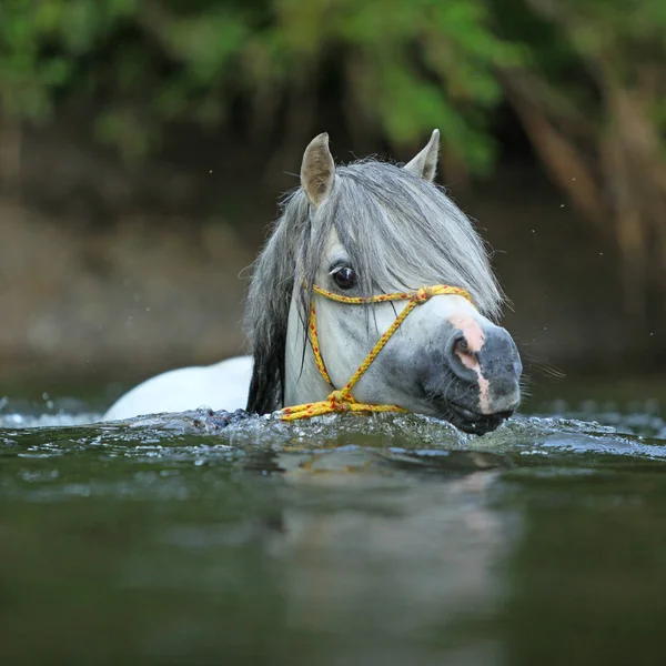 Ritratto Splendido Stallone Pony Montagna Gallese Che Nuota Nel Fiume — Foto Stock