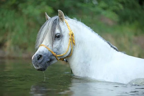 Ritratto Splendido Stallone Pony Montagna Gallese Che Nuota Nel Fiume — Foto Stock