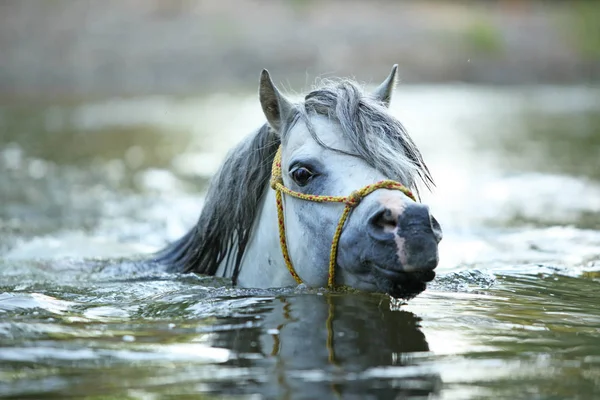 Potrait Gorgeous Welsh Mountain Pony Stallion Which Swimming River — стоковое фото