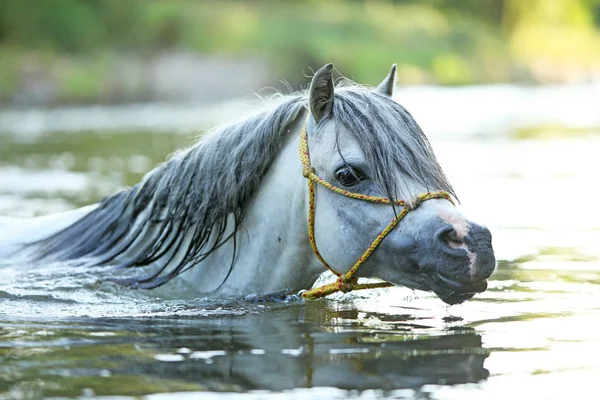 Potrait Garanhão Pônei Montanha Galês Lindo Que Está Nadando Rio — Fotografia de Stock