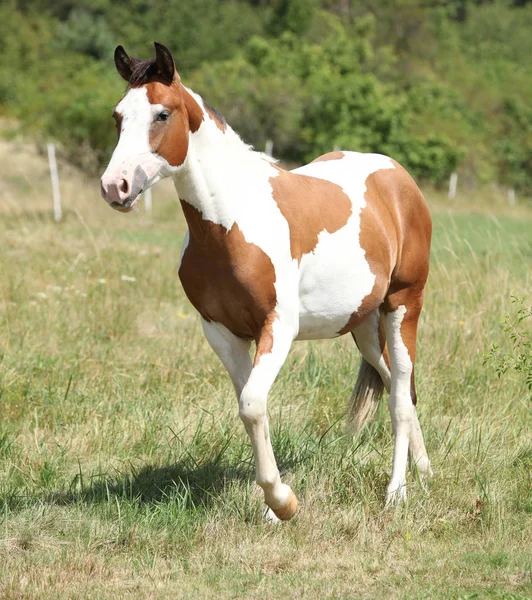 Krásný Kůň Běží Pastvin Létě — Stock fotografie