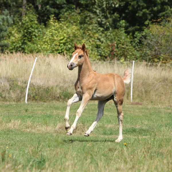 Τρέχοντας Foal Βοσκοτόπους Καλοκαίρι Μόνο — Φωτογραφία Αρχείου