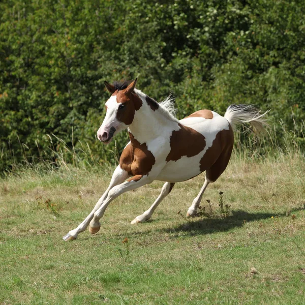 Beautiful Horse Running Pasturage Summer — Stock Photo, Image