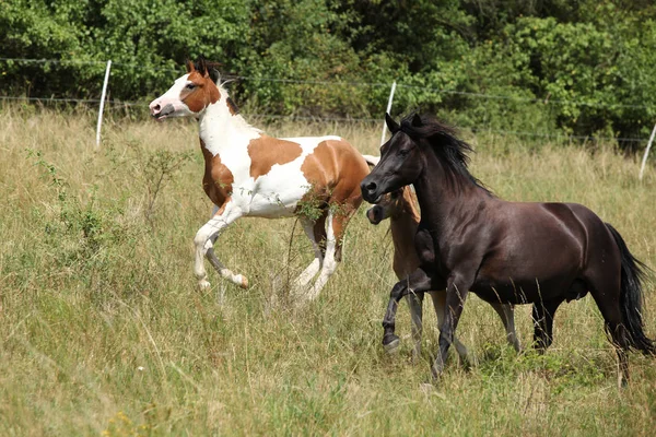 Lotto Cavalli Esecuzione Pascolo Estate — Foto Stock