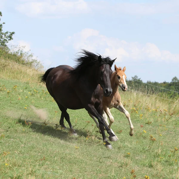 Running Mare Foal Pasturage Summer — Stock Photo, Image