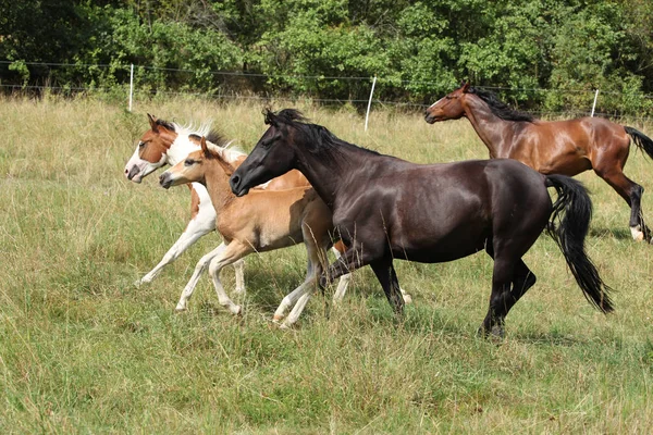 Lote Cavalos Correndo Pastagem Verão — Fotografia de Stock