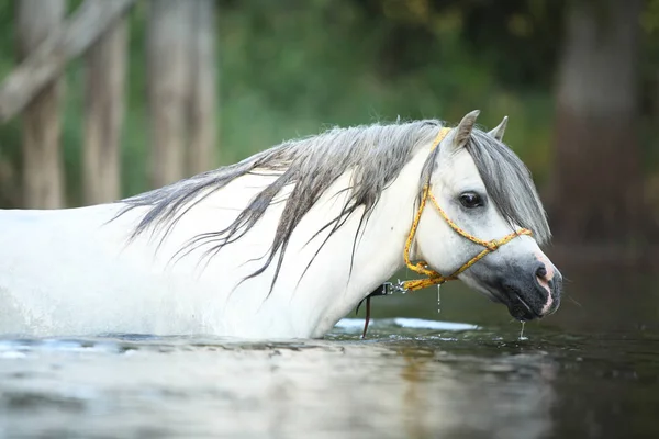 第二代的华丽威尔士山小马种马 正在河里游泳 — 图库照片