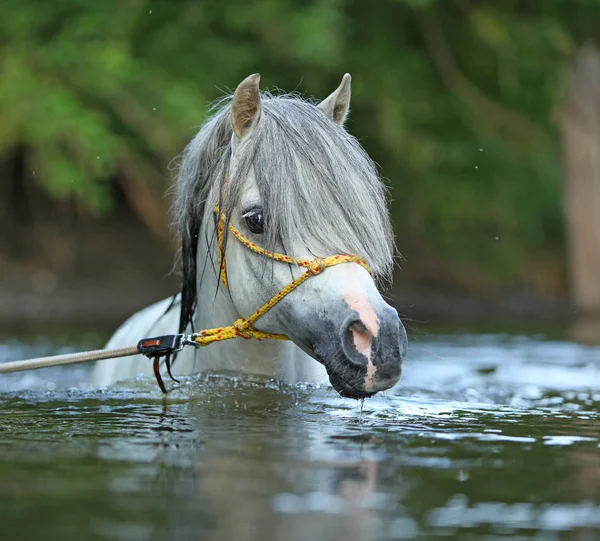 Potrait Gorgeous Welsh Mountain Pony Stallion Which Swimming River — стоковое фото