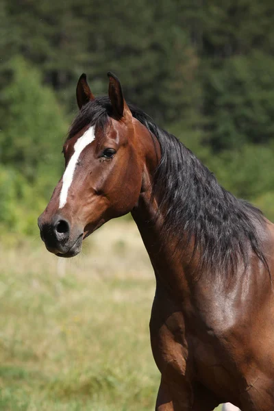 Amazing horse with nice mane on pasturage