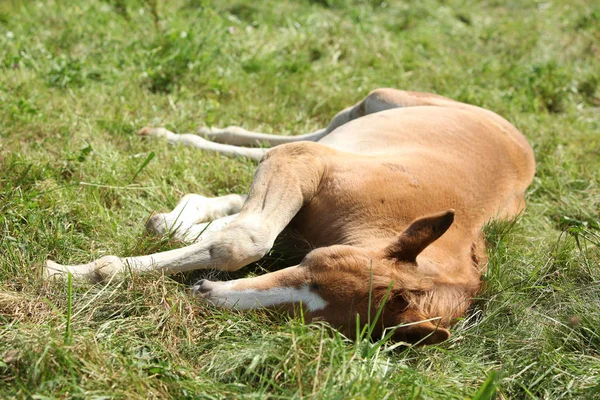 Sleeping foal on pasturage — Stock Photo, Image