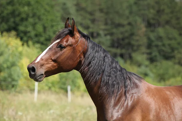 Increíble caballo con bonita melena en el pastizal — Foto de Stock