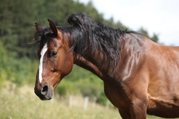 Amazing horse with nice mane on pasturage — Stock Photo, Image