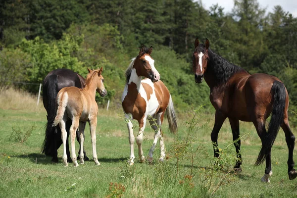 Lote de caballos en pastos, juntos — Foto de Stock