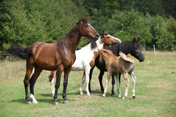 Charge von Pferden auf der Weide, zusammen — Stockfoto