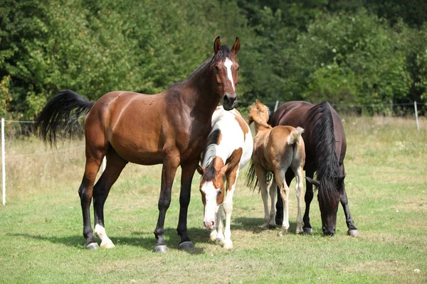 Batch van paarden op weidegronden, samen — Stockfoto