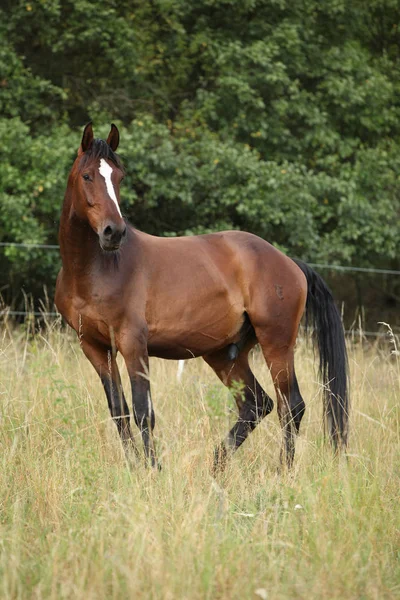Καταπληκτικό άλογο με ωραία χαίτη βοσκοτόπων — Φωτογραφία Αρχείου