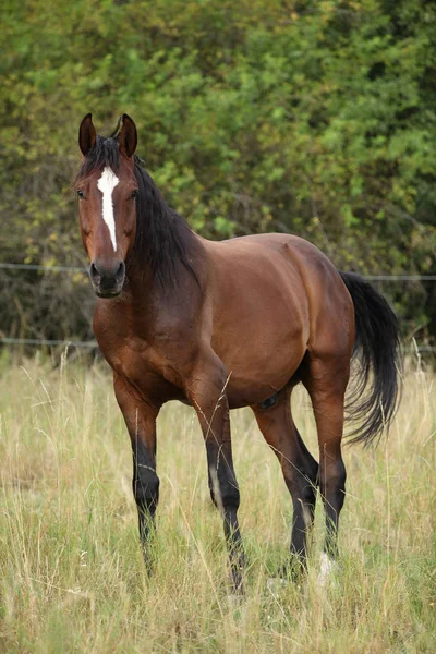 Increíble caballo con bonita melena en el pastizal —  Fotos de Stock