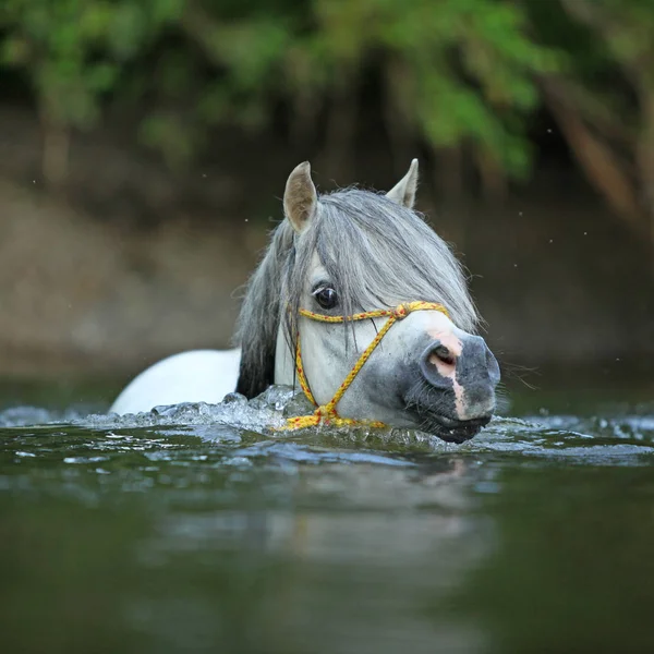 Garanhão lindo nadando no rio — Fotografia de Stock