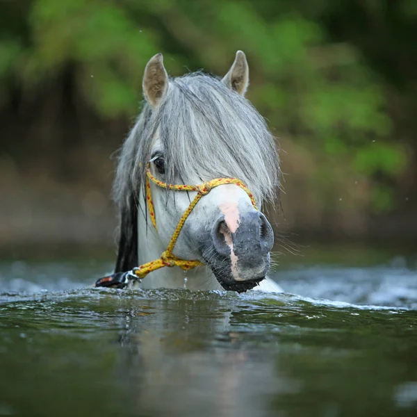 Precioso semental nadando en el río —  Fotos de Stock