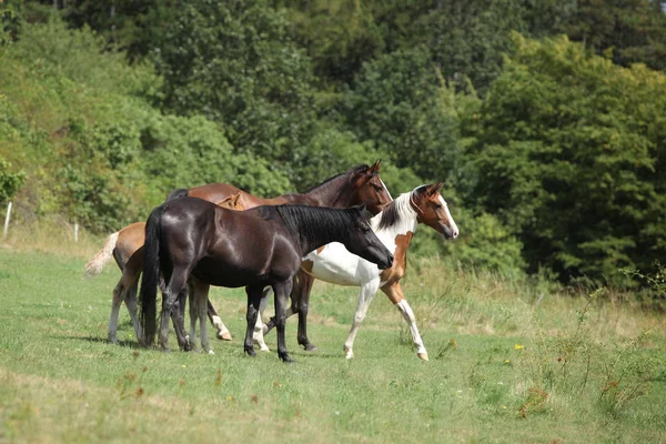 Erstaunliche Charge von Pferden auf der Weide — Stockfoto