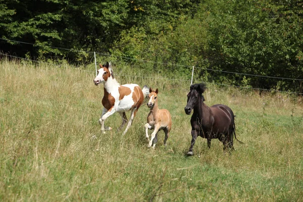 Erstaunliche Charge von Pferden auf der Weide — Stockfoto