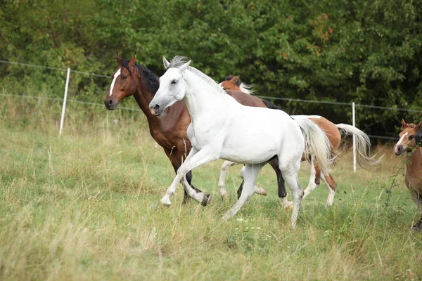 Fantastiska batch av hästar på bete — Stockfoto